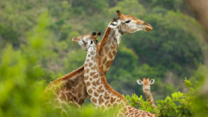 Parco Kruger - Giraffe