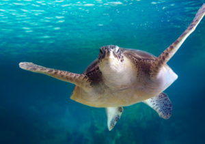 Mauritius